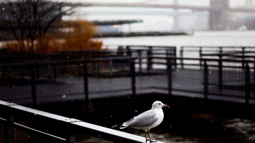  Vea video: La costa este de EU sufre bajo un gran temporal de viento, lluvia y nieve 