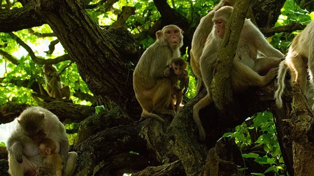  RCM anuncia acuerdo para investigaci&oacute;n en Centro de Primates 