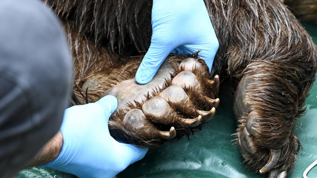  Un motociclista y un oso chocan en una carretera de Florida y mueren los dos 