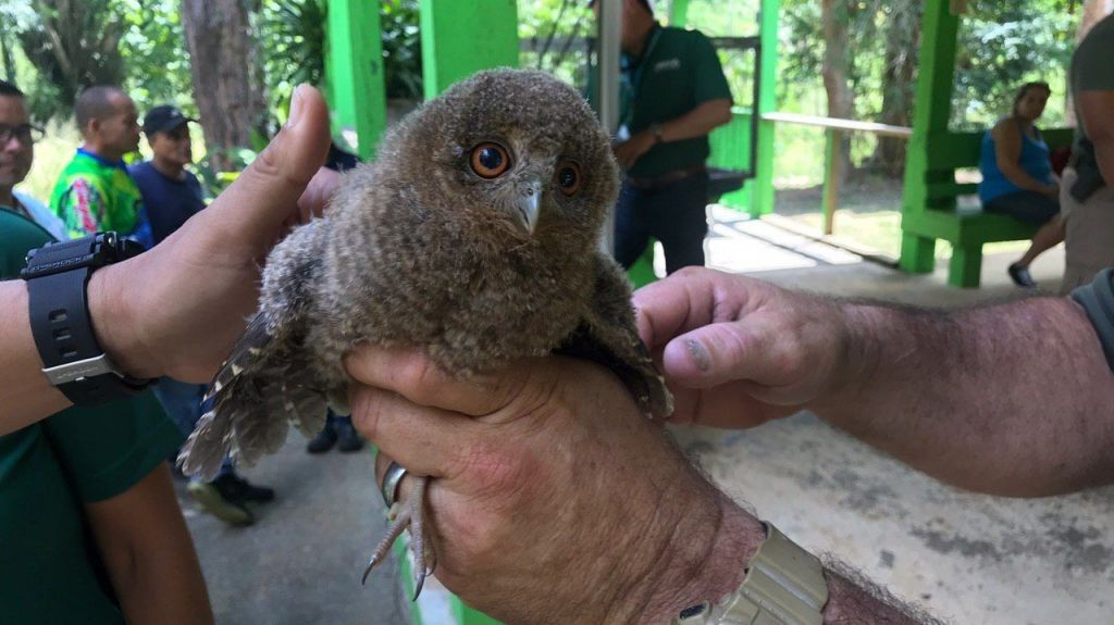  DRNA libera aves endémicas y residentes en el Bosque de Cambalache 