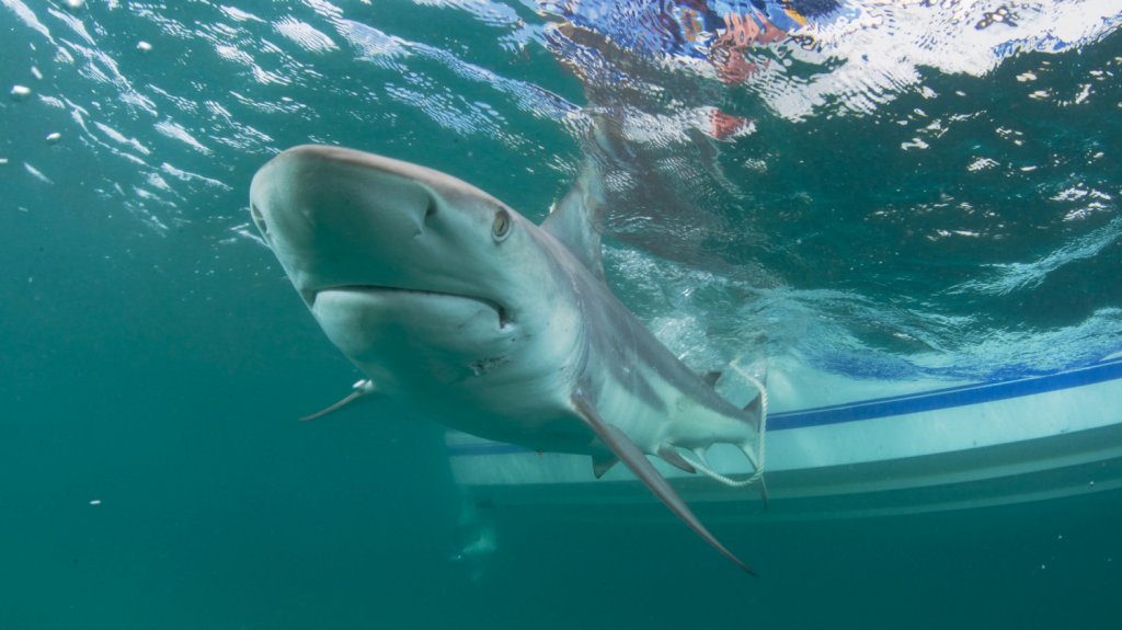  Alertan de que tiburones pueden ser víctimas masivas del COVID-19 
