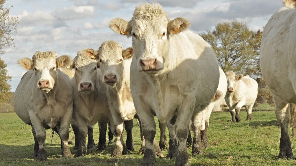 Roban 4 piezas de ganado vacuno en Yabucoa 