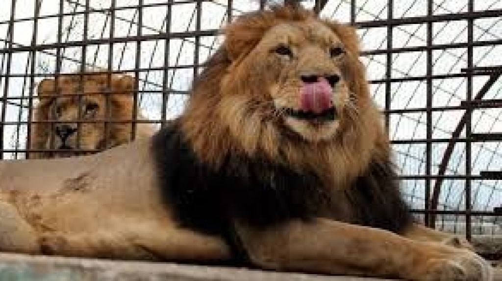  Vea video: Una ONG rescata a 12 animales de uno de los peores zool&oacute;gicos de Europa 