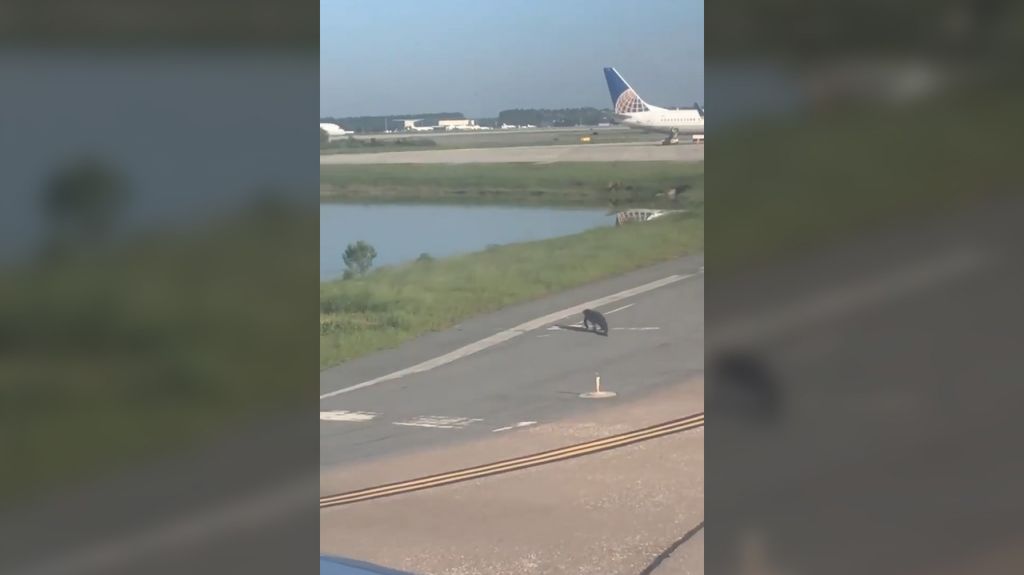  Video: Capta a caim&aacute;n cruzando pista de aeropuerto de Orlando, demor&oacute; un avi&oacute;n 