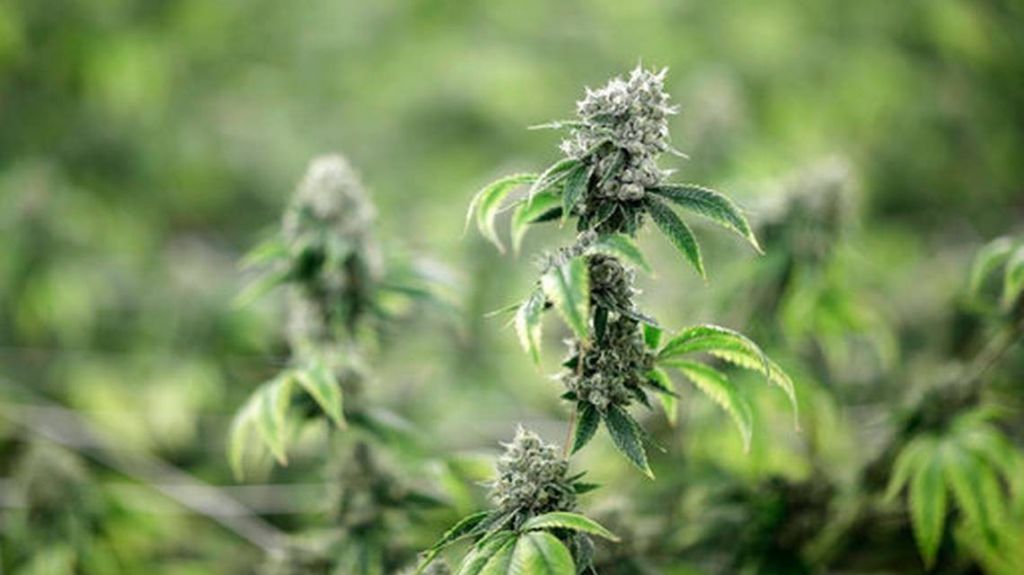  Polic&iacute;a de Nueva York halla marihuana valorada en m&aacute;s de $1 mill&oacute;n 