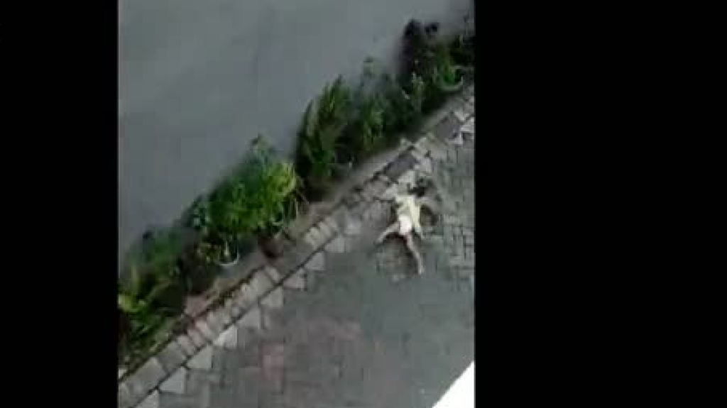  Video: Momento en que ni&ntilde;a es "secuestrada" por un mono 