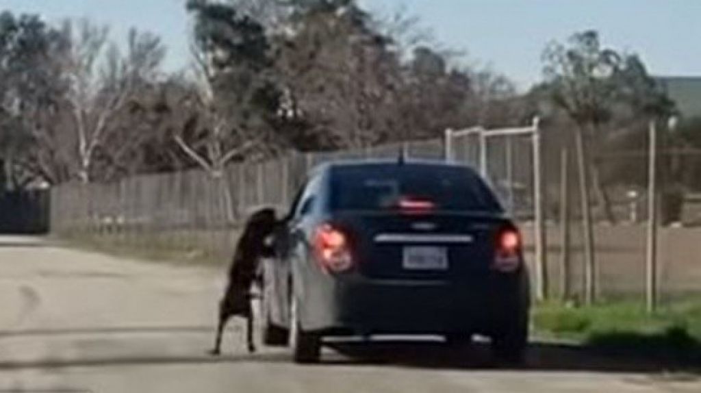  Video: Abandona a su perro pate&aacute;ndolo en plena carretera 