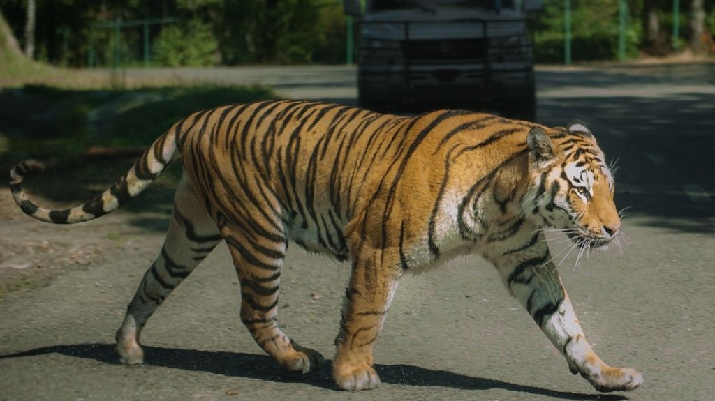  VIDEO: Un hombre armado con una silla plegable y un vaquero con un lazo atrapan a un tigre suelto en las calles de México 