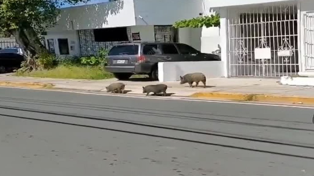  Ciudadana publica video de la llegada de cerdos vietnamitas a Ocean Park en Condado 