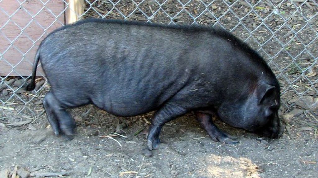  Piden ayuda y rechazan inter&eacute;s de matar cerdos vietnamitas en Ca&ntilde;o Mart&iacute;n Pe&ntilde;a 