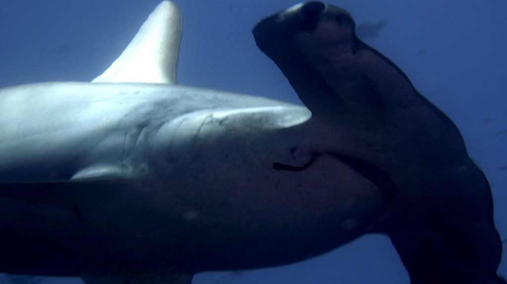  Capturan un tibur&oacute;n martillo de m&aacute;s de 4 metros en una playa de Texas 