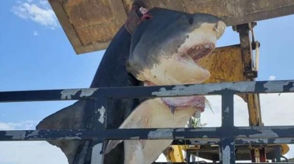  Pescan enorme tibur&oacute;n en Yabucoa 