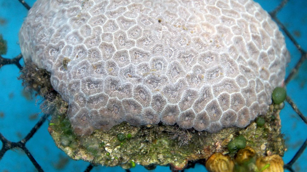  Un antibi&oacute;tico ayudar&iacute;a a curar a corales con enfermedad de p&eacute;rdida de tejido 