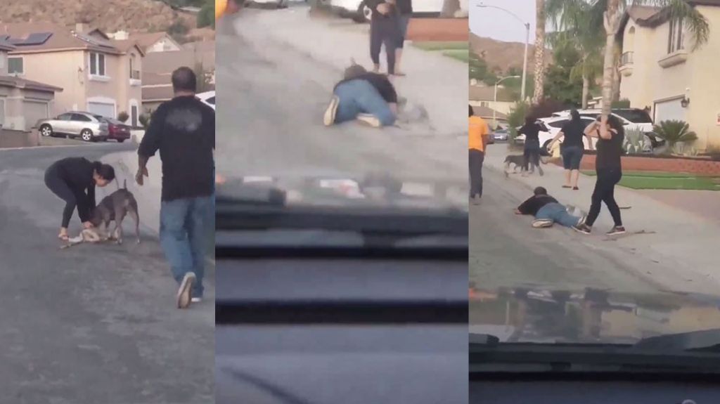  En video un perro &ldquo;Pitbull&rdquo; mata otro can y casi mata a un hombre 
