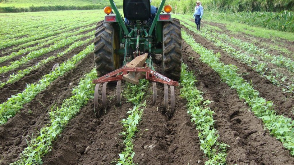  Estaci&oacute;n Experimental Agr&iacute;cola de la UPR, con m&aacute;s de cien a&ntilde;os de investigaci&oacute;n, sufre recorte del 50% desu presupuesto 