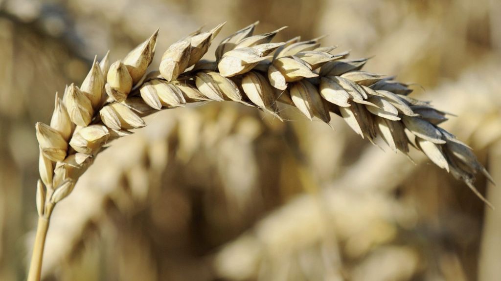  Más de 200 científicos describen con exactitud el genoma del trigo 