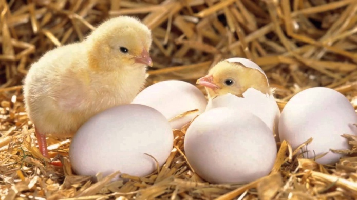 SALUD RECOMIENDA EVITAR REGALAR POLLITOS DE PASCUA