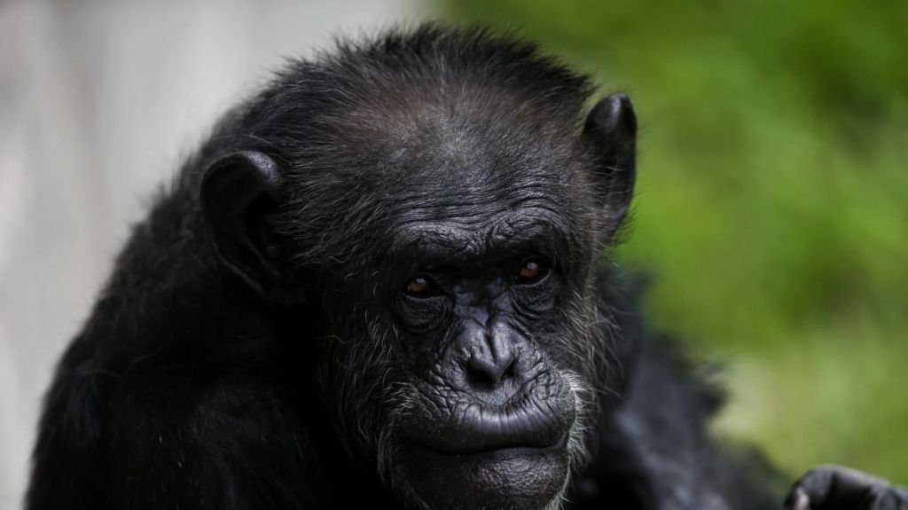  Centro de Primates de Puerto Rico y el Caribe recibe 7,8 millones para restaurar sus instalaciones 