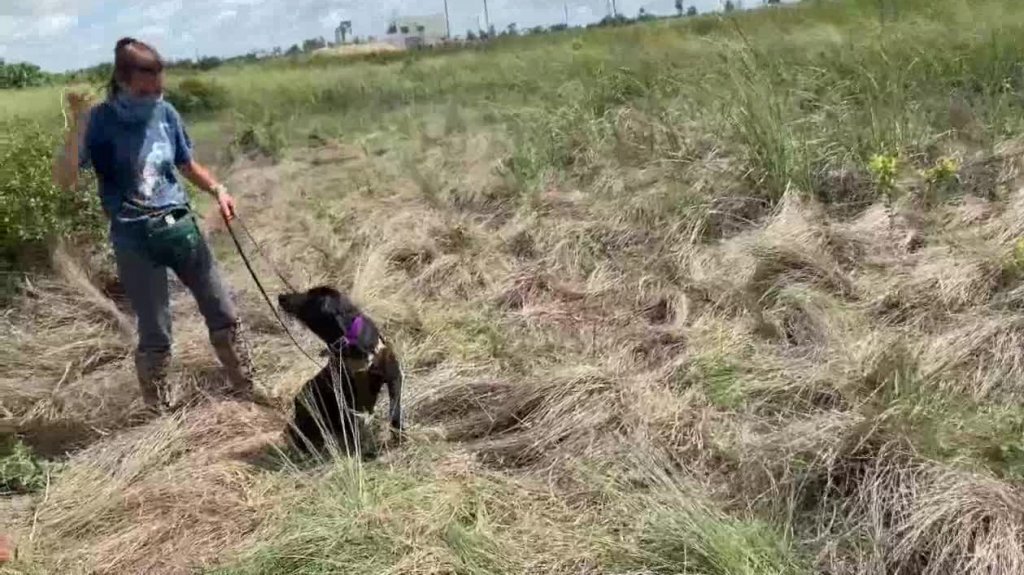  Video: Perros se convierten en cazadores con &eacute;xito de pitones birmanas en Florida 