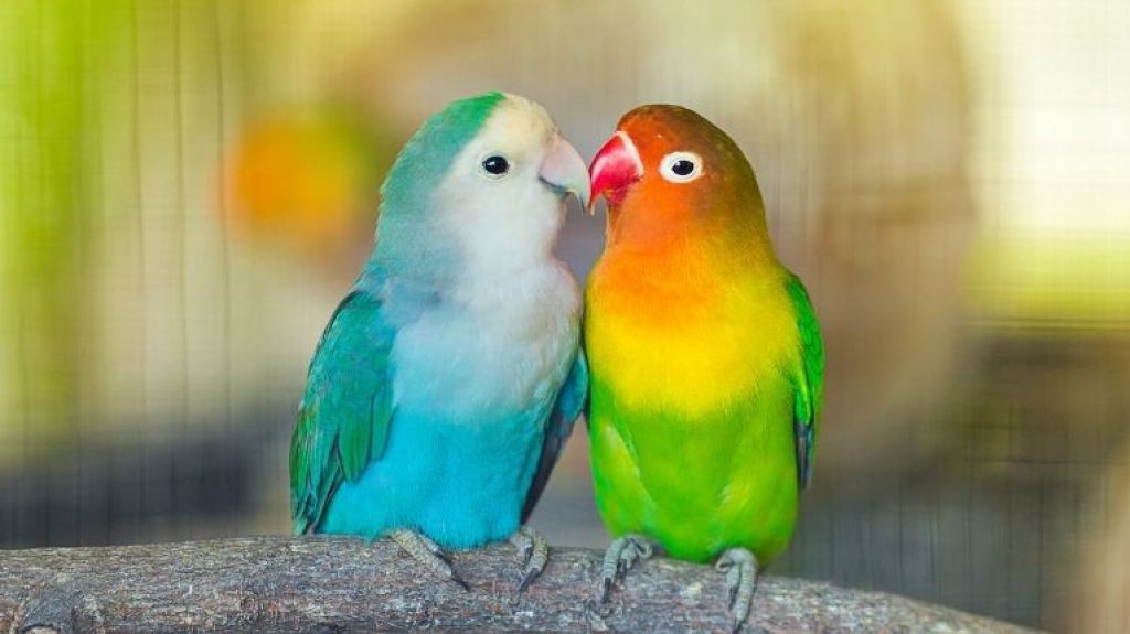  Roban m&aacute;s de 100 de &ldquo;love birds&rdquo; en Coamo 