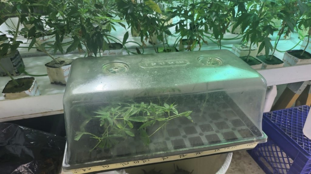  Ocupan m&aacute;s de 150 plantas de marihuana en Caimito 