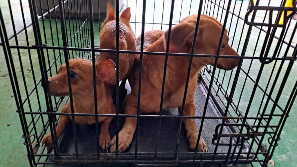  Rescatan decenas de perros en una residencia en Bayam&oacute;n 
