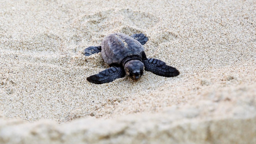  Condenan a prisi&oacute;n a dos asaltantes de nidos de tortugas marinas de Florida 