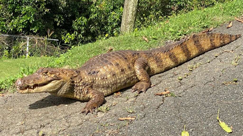  Capturan un caim&aacute;n de gran tama&ntilde;o en Comer&iacute;o 