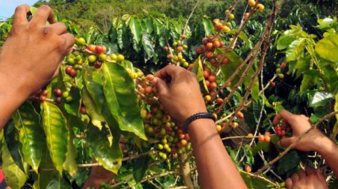 Empresarios de industria del cafÃ© a vista sobre revisiÃ³n del precio del producto