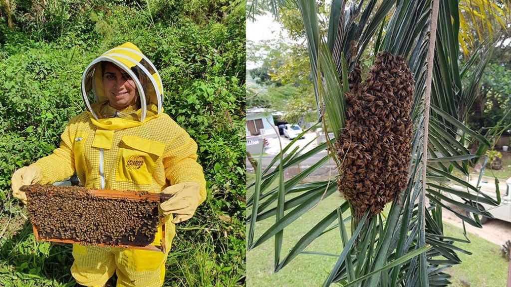  Atenci&oacute;n: Si usted ve alg&uacute;n enjambre cerca de su casa no lo mate, apicultores Boricuas lo remueven sin costo 