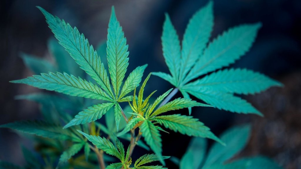  Jamaica se est&aacute; quedando sin marihuana 