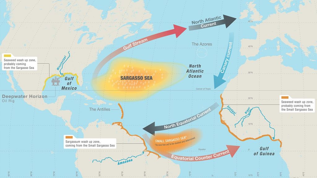  Municipio de Fajardo, Recursos Naturales y la comunidad se unen en esfuerzo para limpiar el sargazo en Las Croabas 