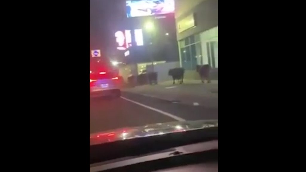  Video: Primero eran cerdos, ahora son vacas las que se pasean por las avenidas de San Juan 