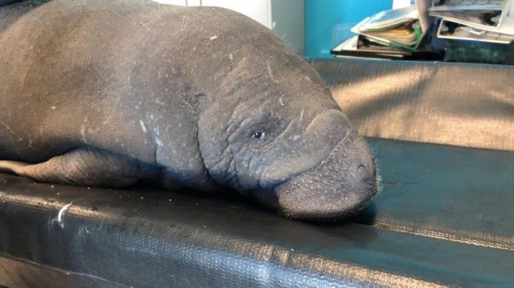  Rescata el Cuerpo de Vigilantes beb&eacute; manat&iacute; a orillas del sector Mar Negro en Salinas 