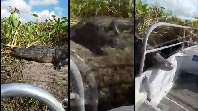 Video: Un caimÃ¡n saltÃ³ desde la orilla y cae dentro de un bote en la Florida