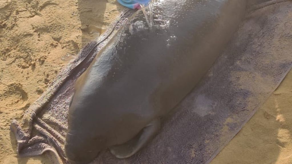 DRNA rescata a manat&iacute; en Playa Azul de Luquillo 