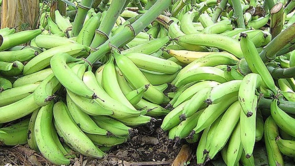  Hurtan pl&aacute;tanos en Yabucoa 