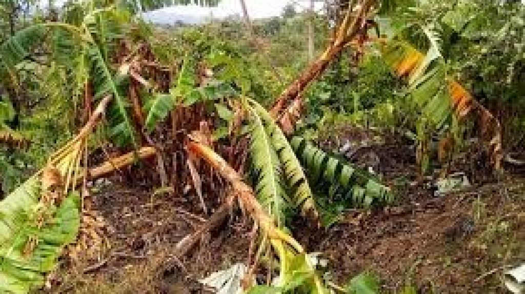  Agricultura confirma p&eacute;rdidas millonarias en la apicultura tras el paso de los huracanes Irma y Mar&iacute;a 