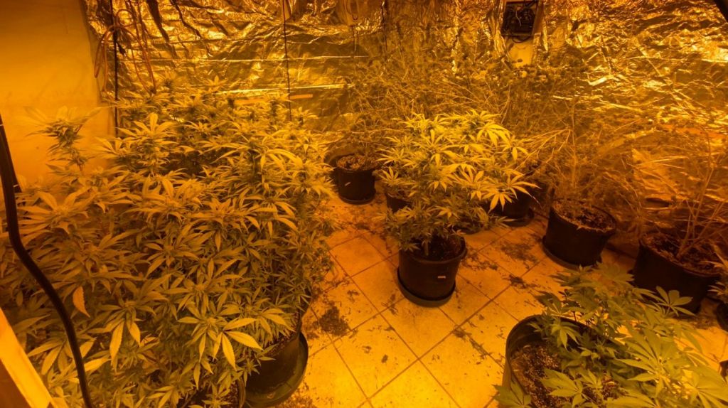  Video: Ocupan laboratorio de marihuana en Cata&ntilde;o 