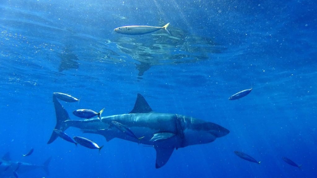  Pescadores atrapan un tibur&oacute;n blanco de 4 metros de largo en Florida 