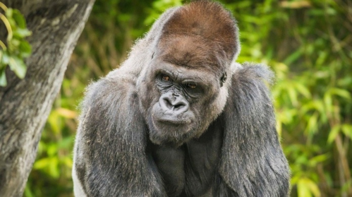 Muere gorila de 32 aÃ±os en zoolÃ³gico de Cleveland