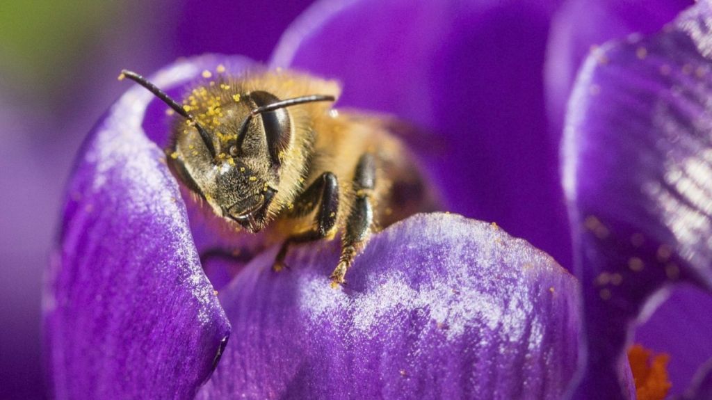  Senado de Puerto Rico organizar&aacute; expo sobre la importancia ambiental de las abejas 