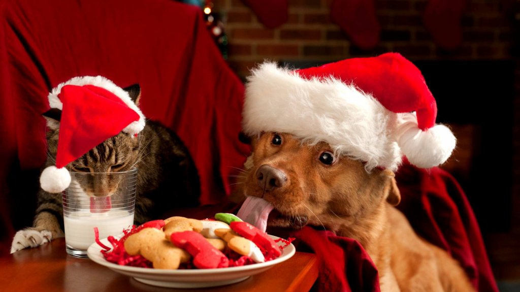  Colegio de M&eacute;dicos Veterinarios advierte sobre alimentos que se deben evitar en mascotas durante la Navidad, ya que en este per&iacute;odo aumentan las emergencias 