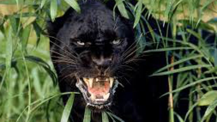 Buscan a la pantera de Lajas