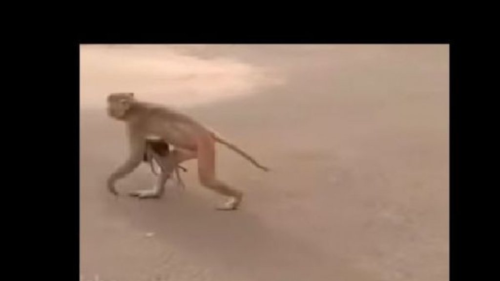  VIDEO: Una madre mono carga el cadáver de su bebé durante días y conmueve a las redes 