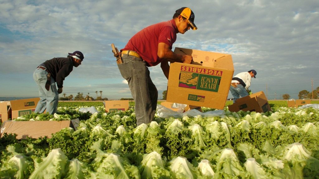  Mexicanos trabajan el campo en Puerto Rico ante falta de mano de obra local 