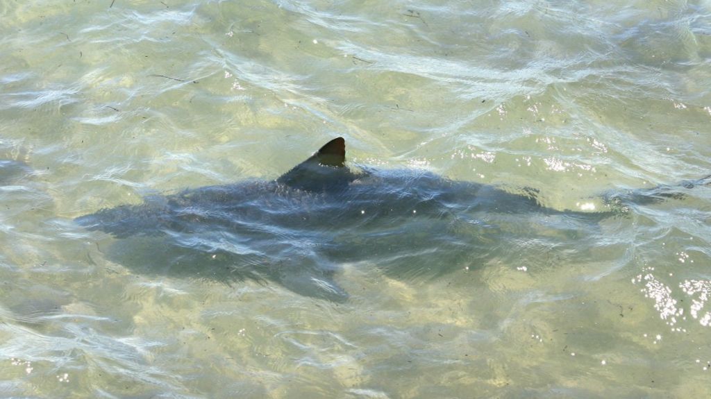  Tibur&oacute;n deja herido de gravedad a surfista en costa de Florida 