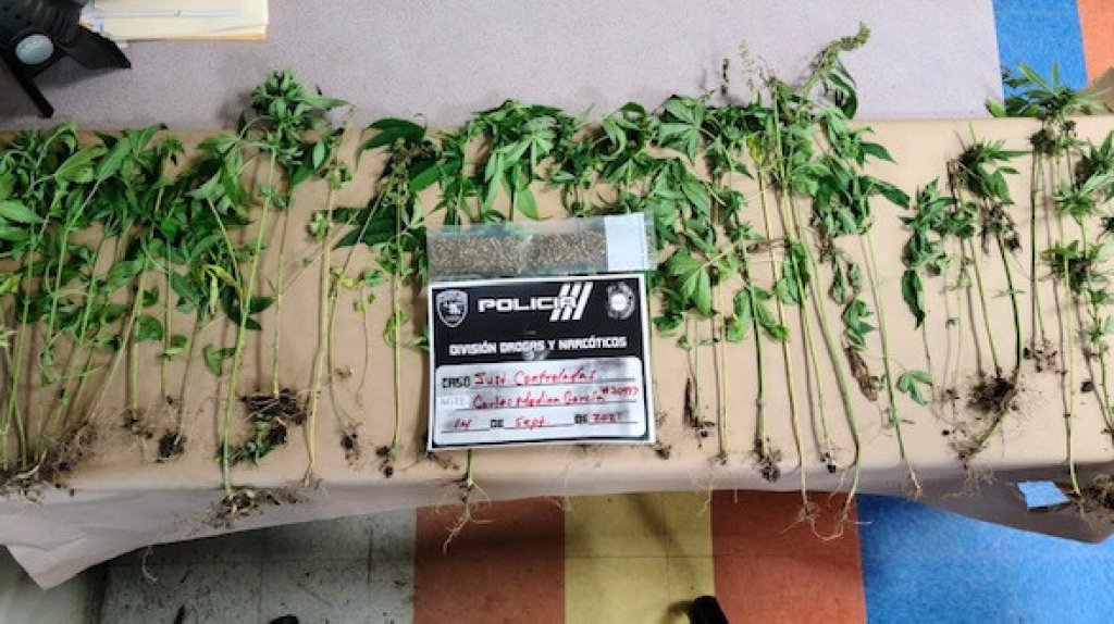  Fotos: Arrestos por Sustancias Controladas y hallazgo de plantas de Marihuana en Ponce 