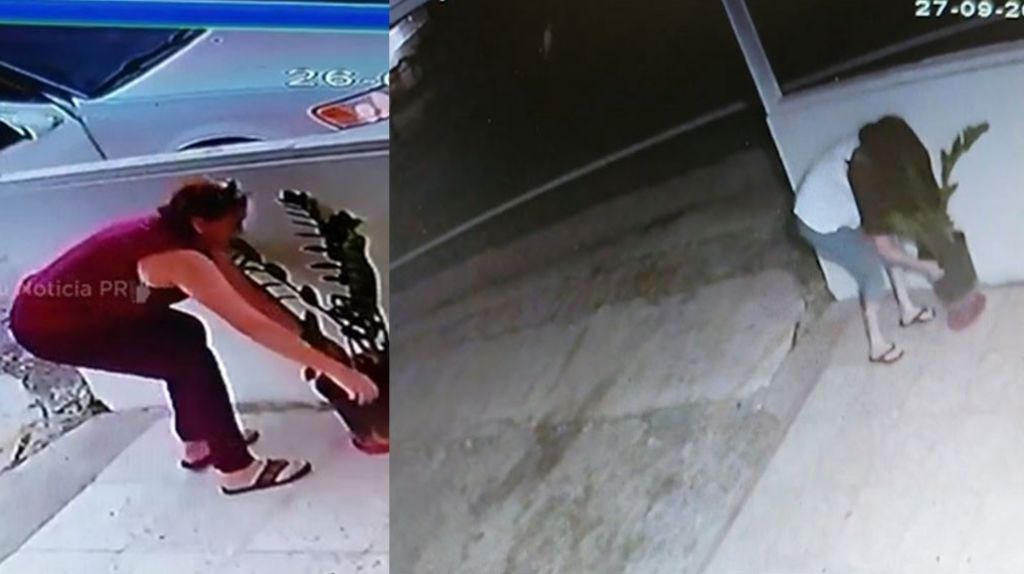  Video: Se arrepiente la &ldquo;do&ntilde;ita roba plantas&rdquo; y la devuelve al mismo sitio que la tom&oacute; 