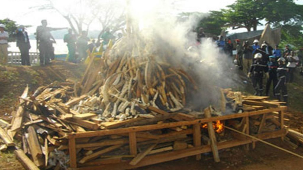  Video: Birmania quema objetos de marfil valorados en 1.3 millones de d&oacute;lares 